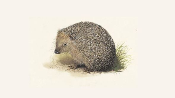 hedgehog_1200x675